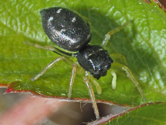 Heliophanus flavipes