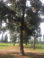 Pinus canariensis