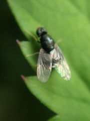 Pachygastrinae