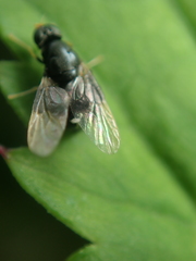Pachygastrinae