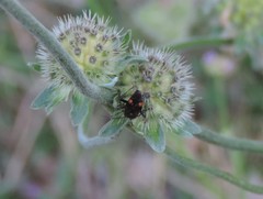 Closterotomus cinctipes