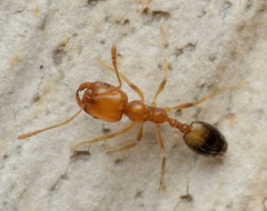Trichomyrmex destructor
