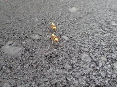 Polyrhachis andromache