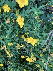 Hypericum × hidcoteense