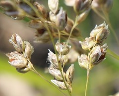 Anthoxanthum glabrum