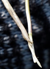 Anthoxanthum glabrum