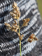 Anthoxanthum glabrum