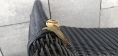 Cepaea nemoralis