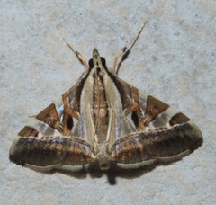 Agrioglypta itysalis