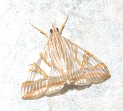 Agrioglypta zelimalis