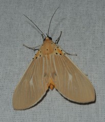 Asota producta