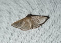 Banisia