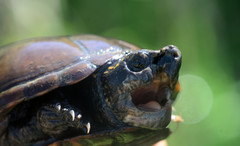 Kinosternon subrubrum hippocrepis