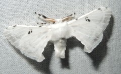 Penicillifera apicalis