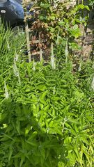 Veronicastrum virginicum