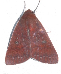 Calymera