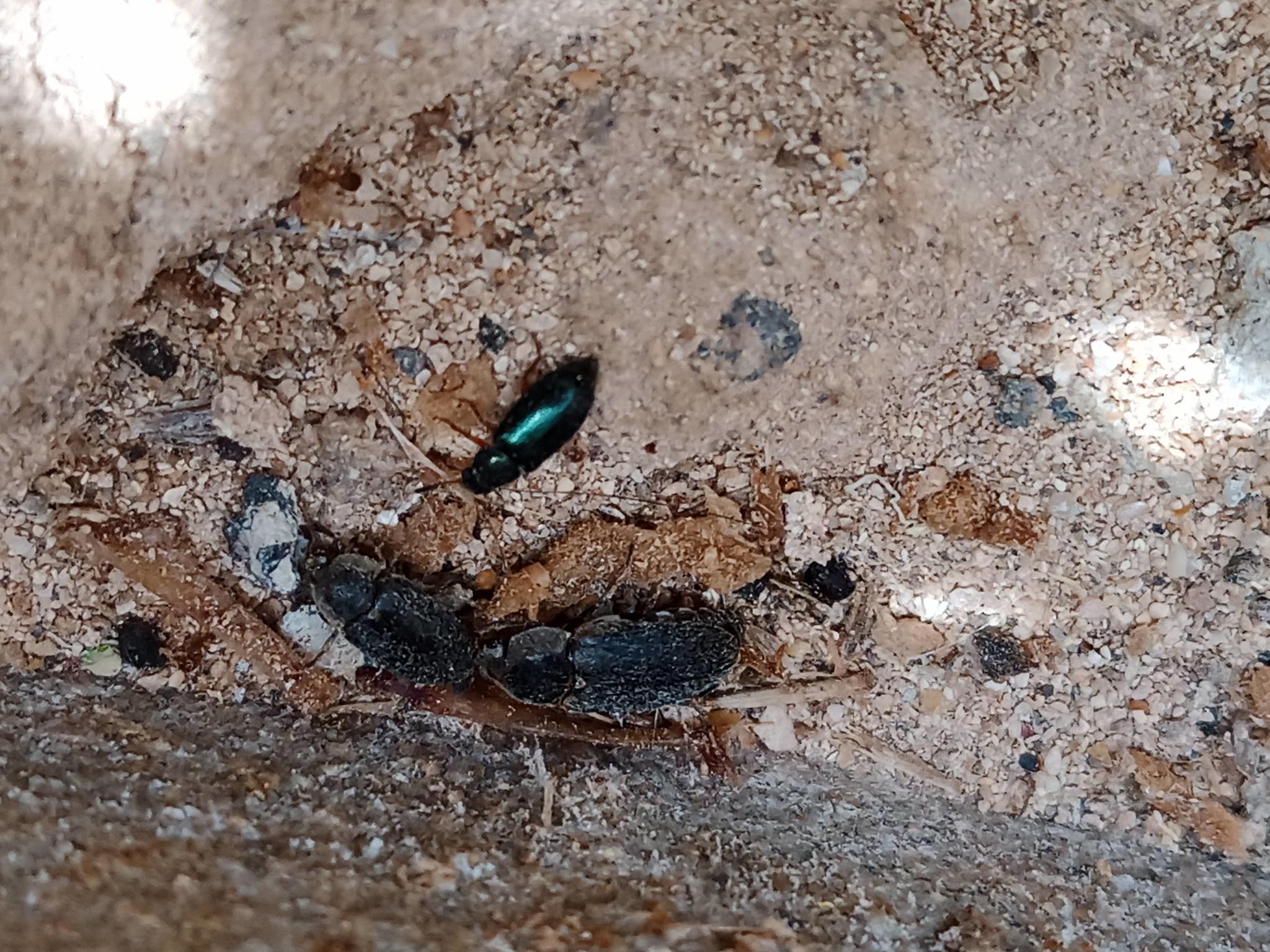 Necrobia rufipes