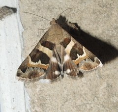 Grammodes stolida