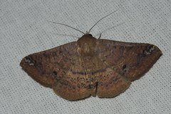 Ericeia inangulata