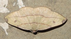 Hypochrosis hyadaria