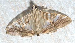 Glyphodes stolalis