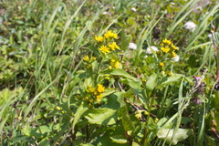 Solidago cuprea