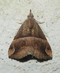 Hypena thermesialis