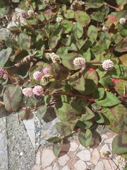 Persicaria capitata