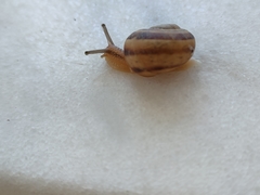 Eobania vermiculata