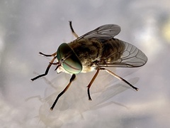 Tabanus bromius