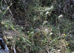 Trifolium incarnatum molinerii