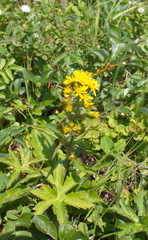 Solidago cuprea