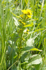 Solidago cuprea