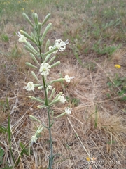 Silene multiflora