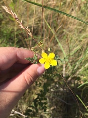 Sibbaldianthe orientalis