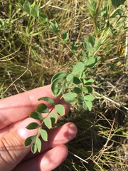 Sibbaldianthe orientalis