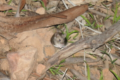 Hydromyini