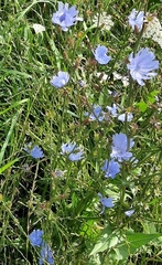 Cichorium intybus