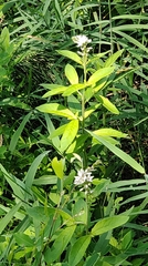 Lysimachia barystachys