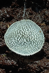 Pseudohydnum orbiculare