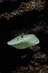 Pseudohydnum orbiculare