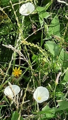 Calystegia sepium