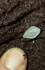 Pseudohydnum orbiculare
