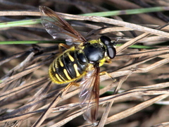 Sericomyia chrysotoxoides image
