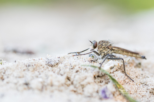 Dune Robber Fly