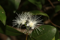Backhousia citriodora