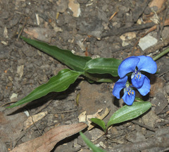 Commelina cyanea