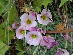 Oxalis enneaphylla