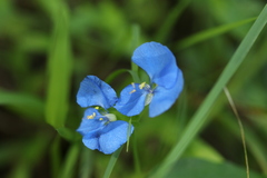 Commelina cyanea