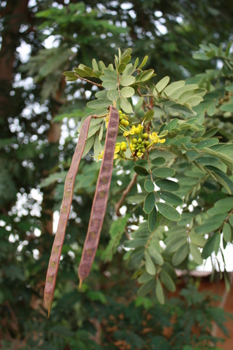 Kassod Tree
